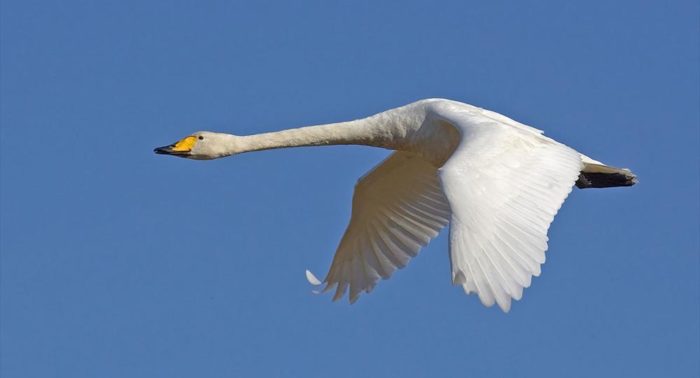 A whooper swan flying in a clear blue sky.