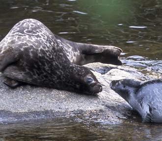 Saimaa ringed seal, freshwater seals, eastern Finland, Savonlinna, endangered species, extinction, conservation, Finnish Lakeland