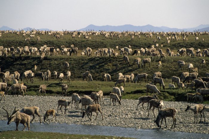 A large herd of caribou on green hills, a small river and a rocky beach up front.