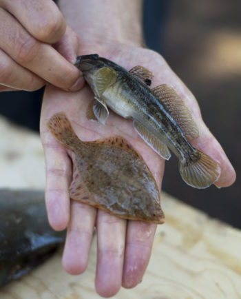 Two small fish lie on an outstretched hand; one of them is a flounder.